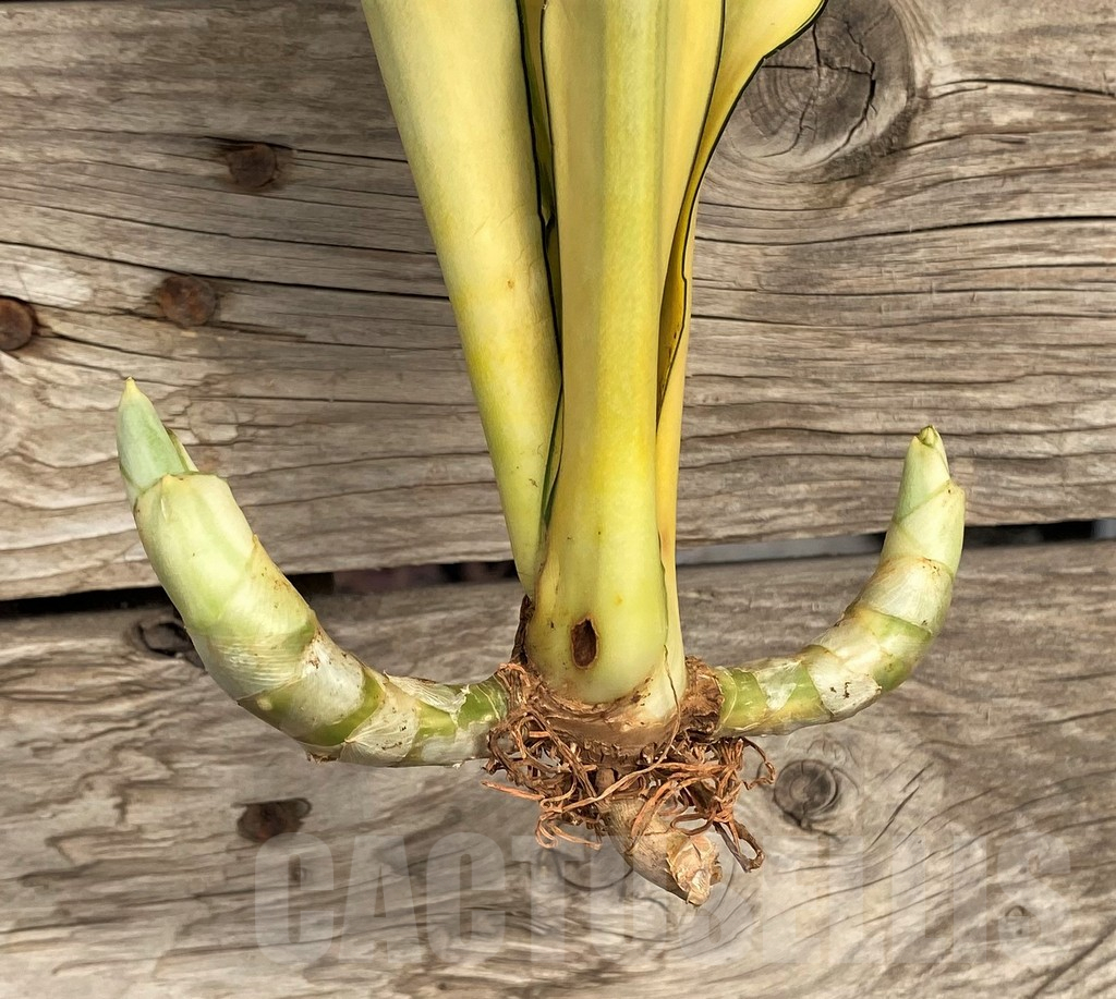 SHPR42699 Sansevieria 'Moonshine Splash' - Image 2