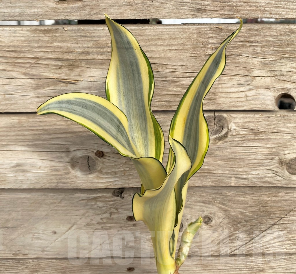 SHPR42699 Sansevieria 'Moonshine Splash'