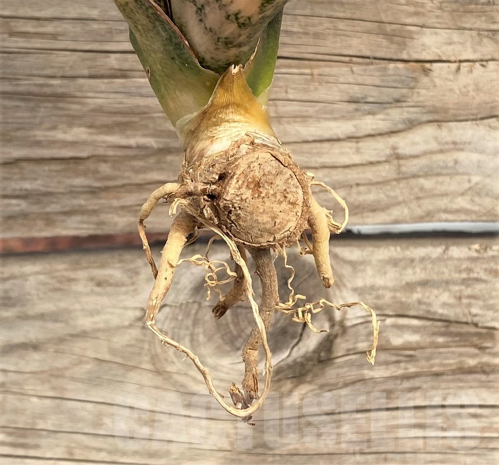 SHPR42652 Sansevieria kirkii f. variegata - Image 3