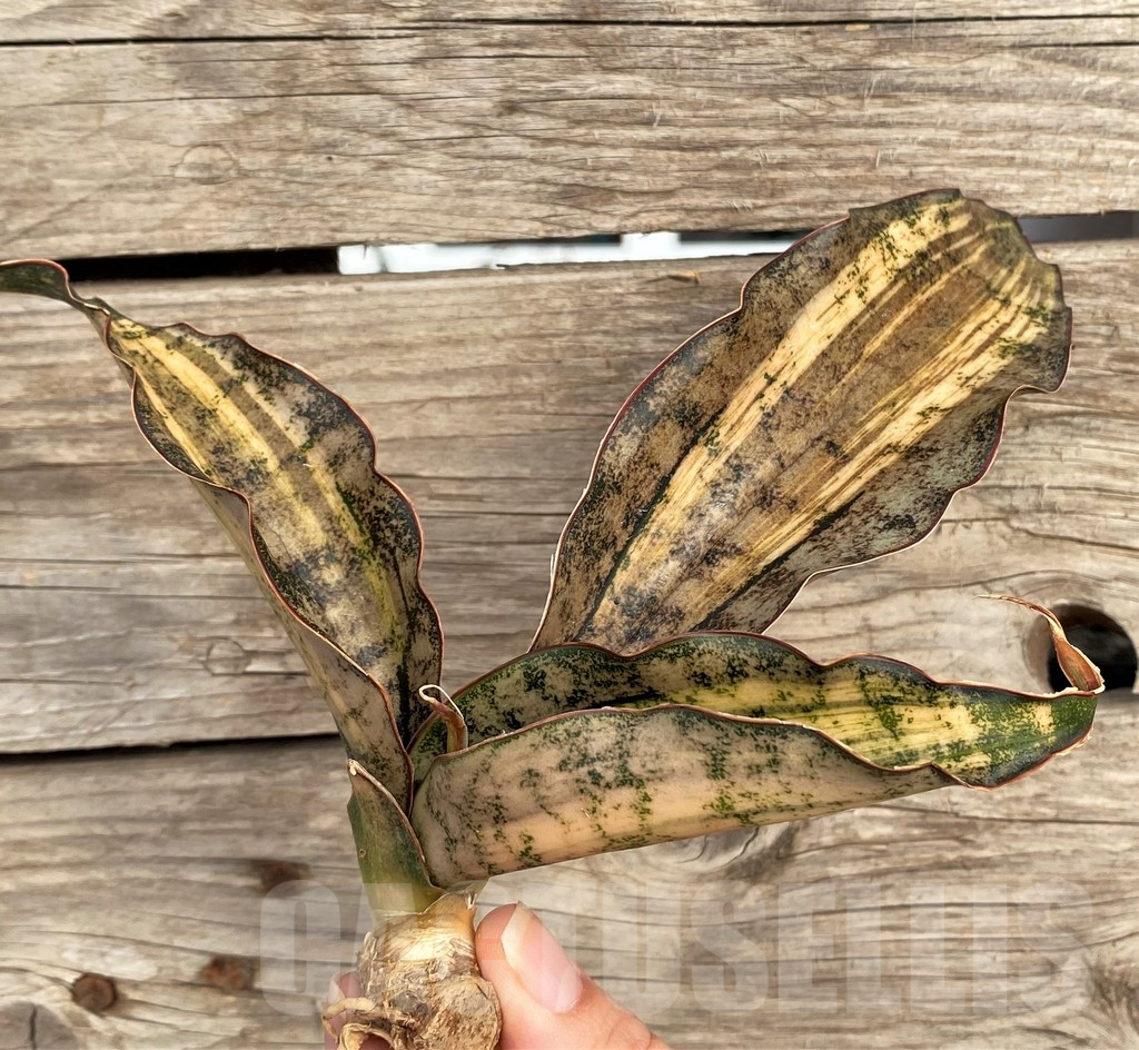 SHPR42652 Sansevieria kirkii f. variegata
