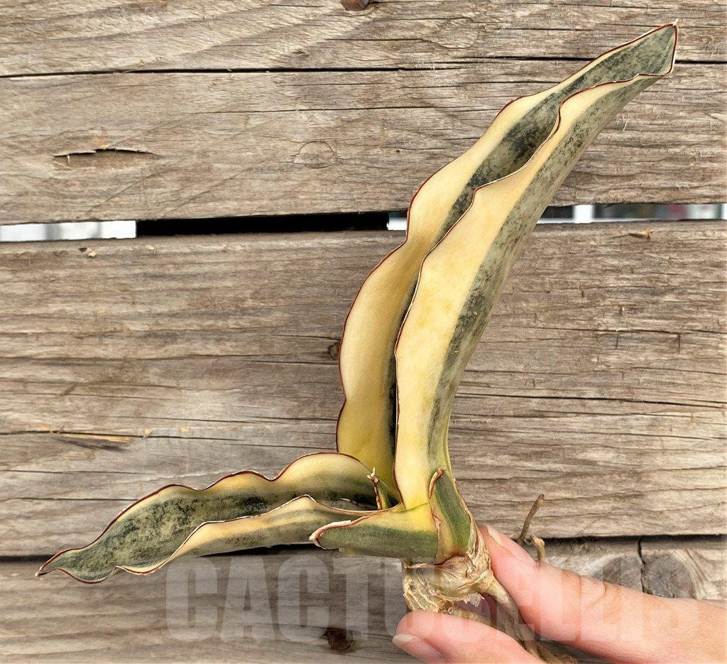 SHPR42655 Sansevieria kirkii f. variegata - Image 3