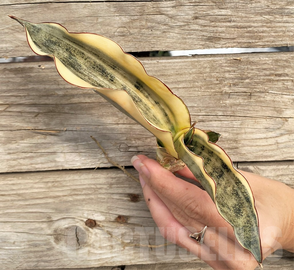 SHPR42655 Sansevieria kirkii f. variegata - Image 2