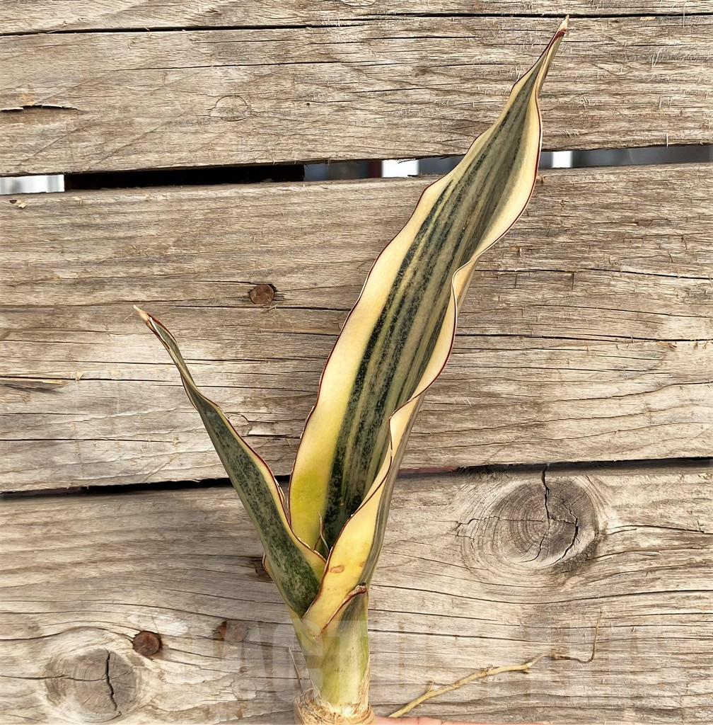 SHPR42656 Sansevieria kirkii f. variegata - Image 3