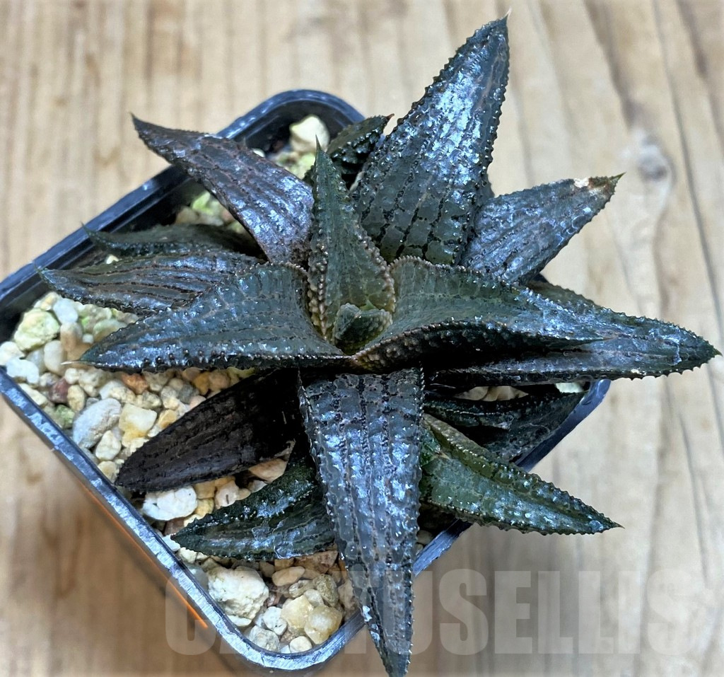 SHPR42795 Haworthia koelmaniorum hybrid - Image 2