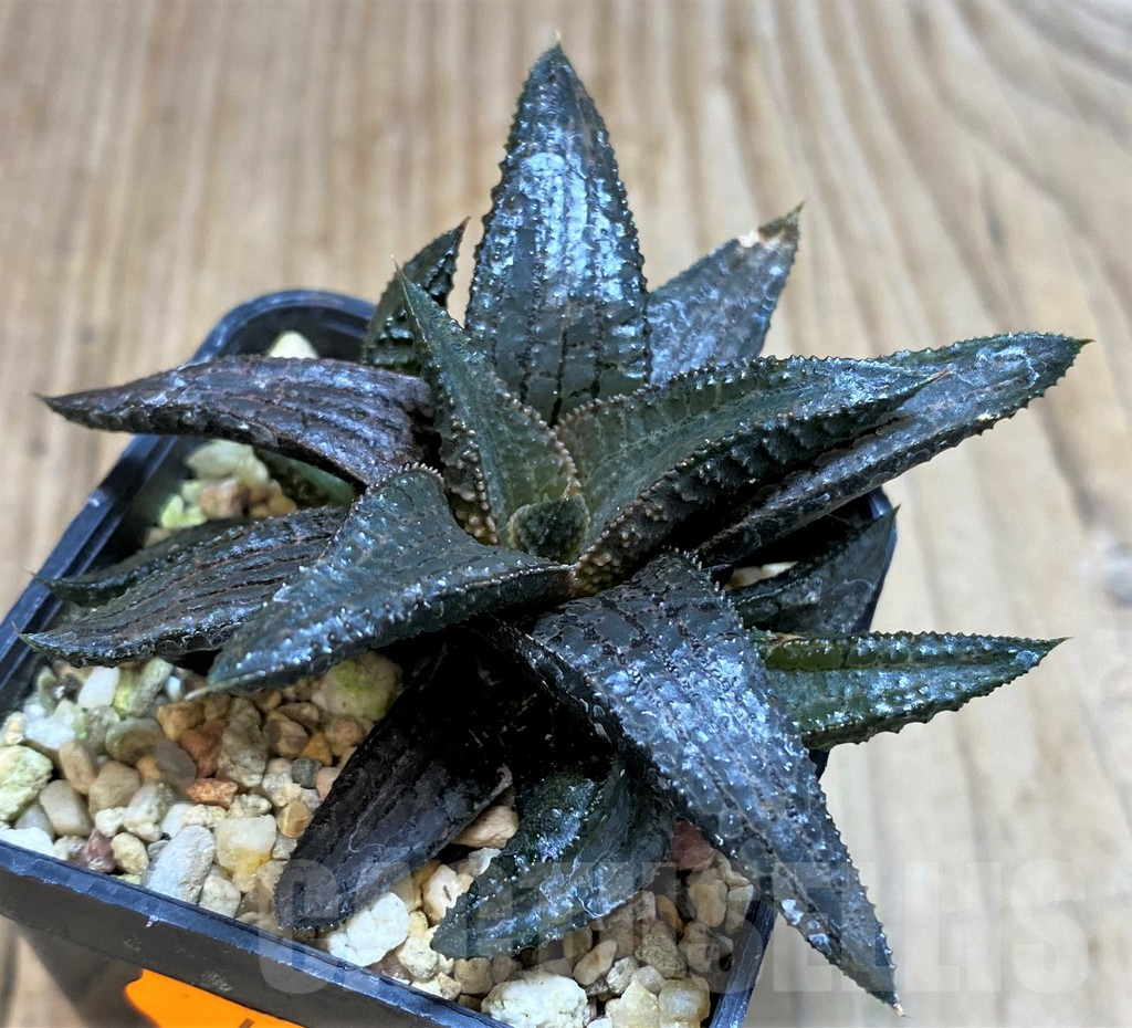 SHPR42795 Haworthia koelmaniorum hybrid
