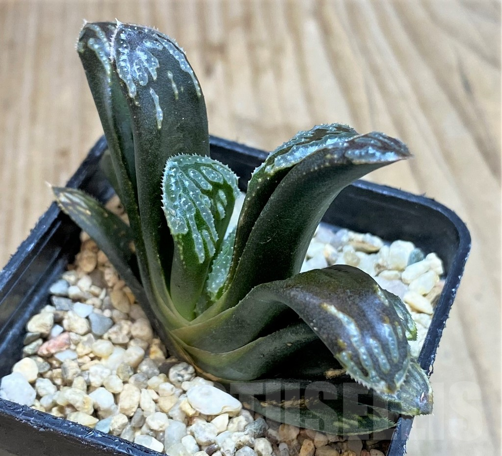 SHPR42798 Haworthia mutica hybrid - Image 3