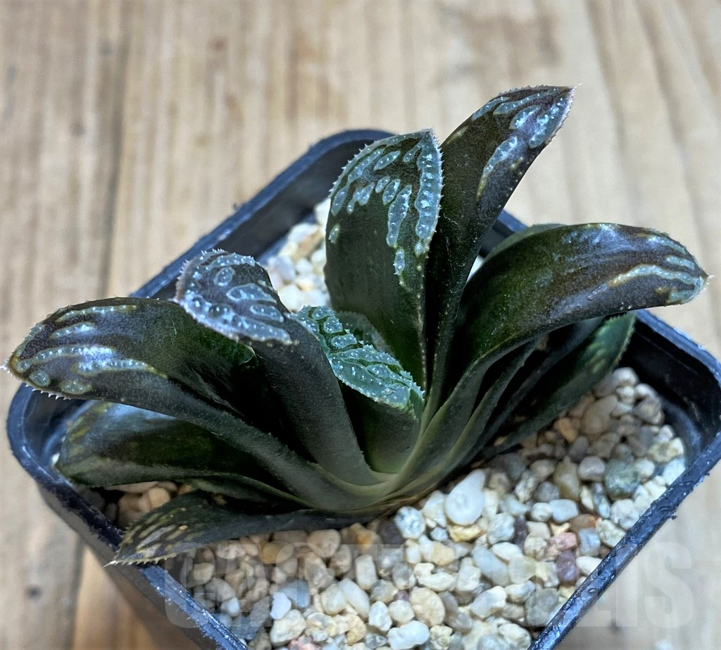 SHPR42798 Haworthia mutica hybrid - Image 2