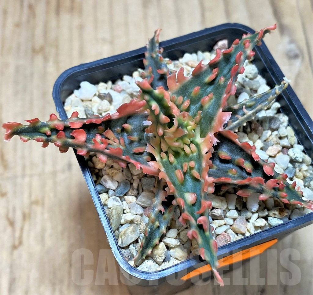 SHPR42782 Aloe TCT hybrid - Image 2