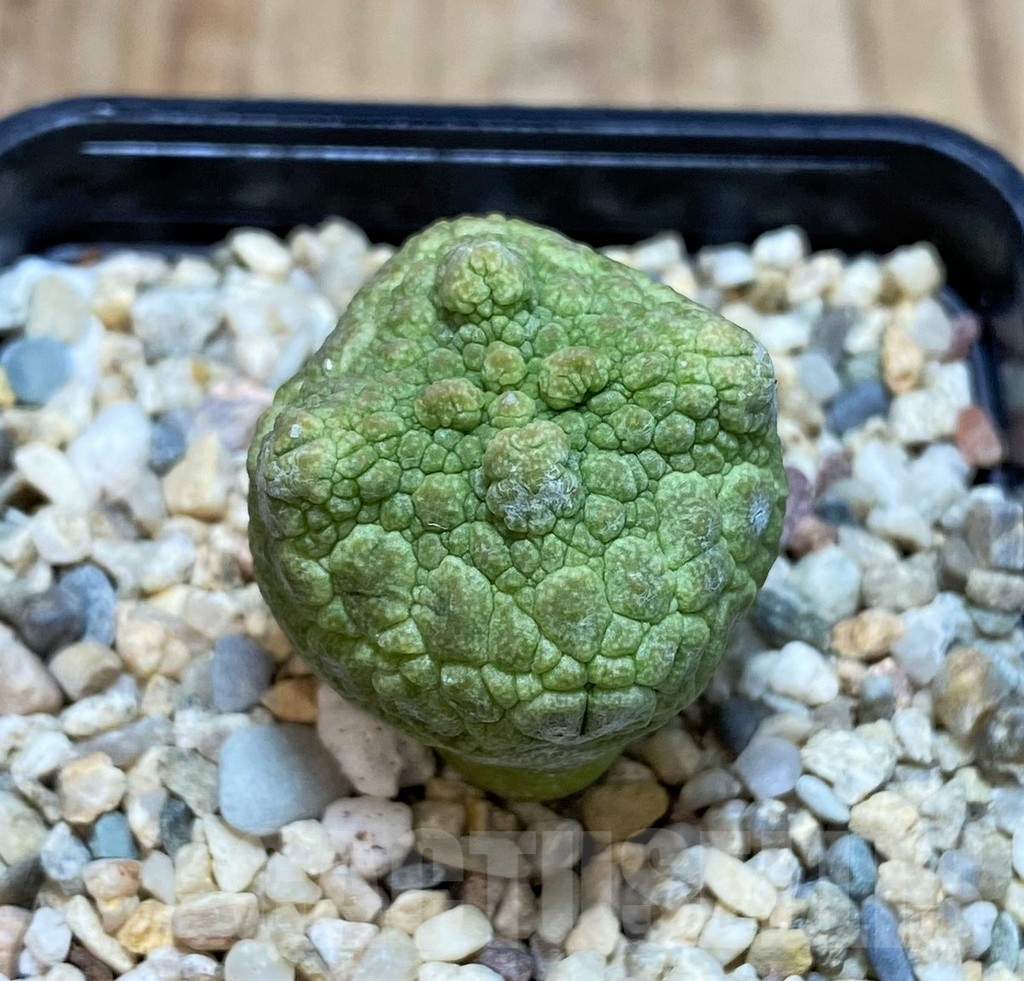 SHPR42810 Pseudolithos cubiformis - Image 2
