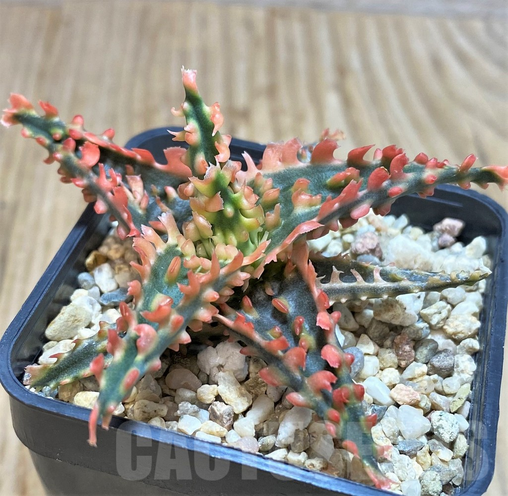 SHPR42782 Aloe TCT hybrid