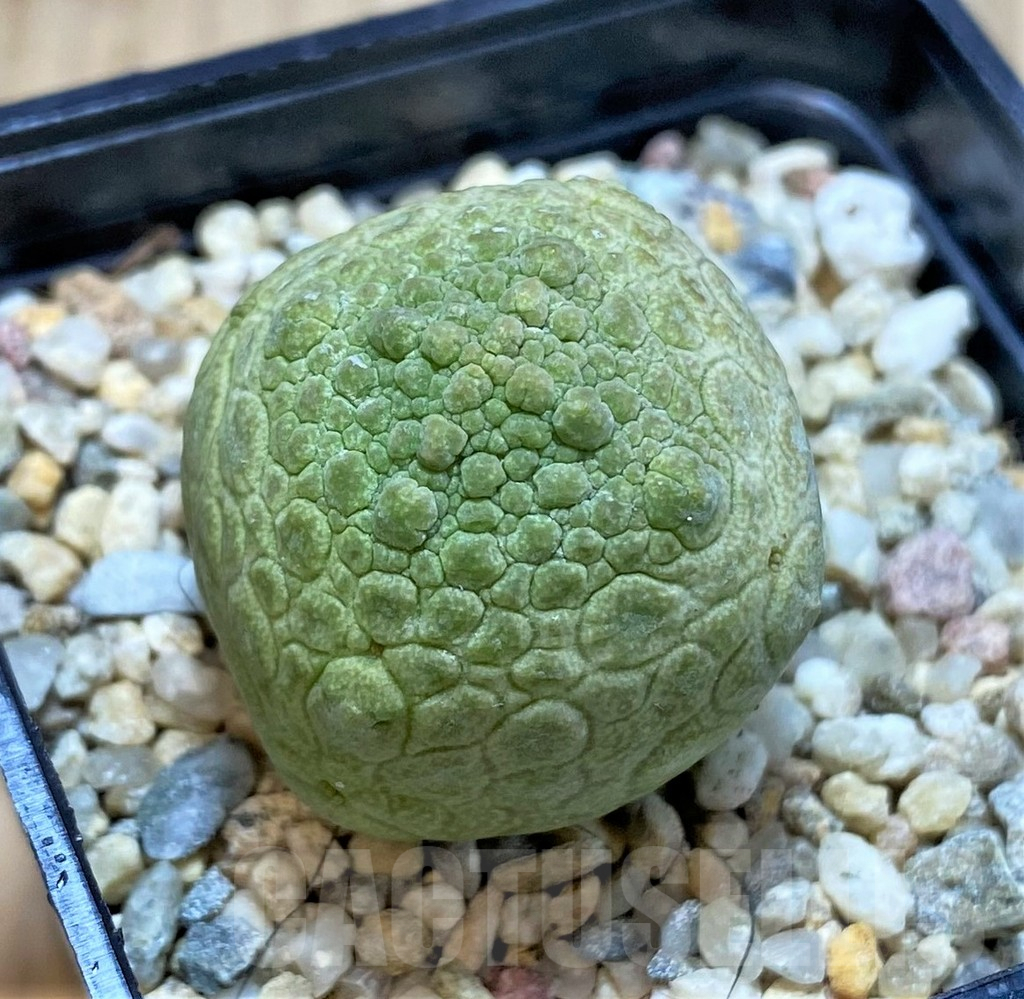 SHPR42811 Pseudolithos cubiformis - Image 2