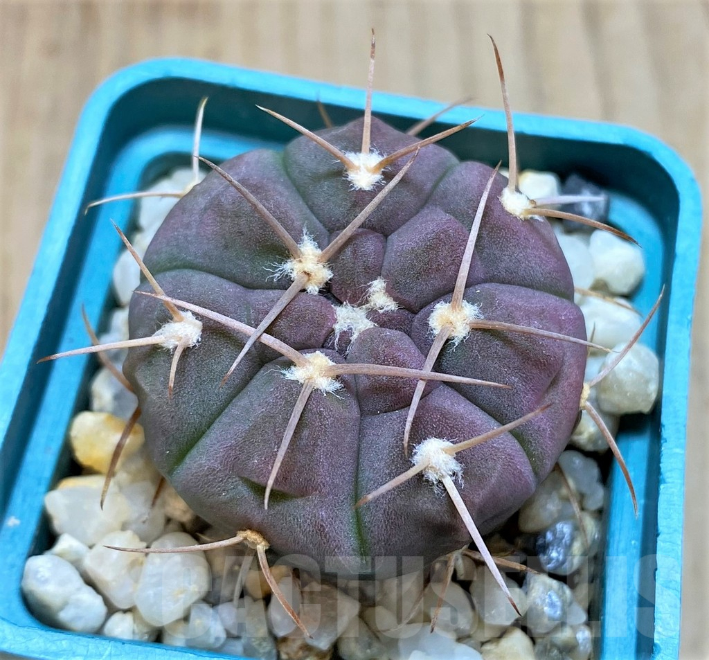 SH183 Gymnocalycium bayrianum
