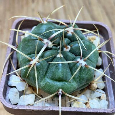 SH188 Gymnocalycium monvillei v. steineri