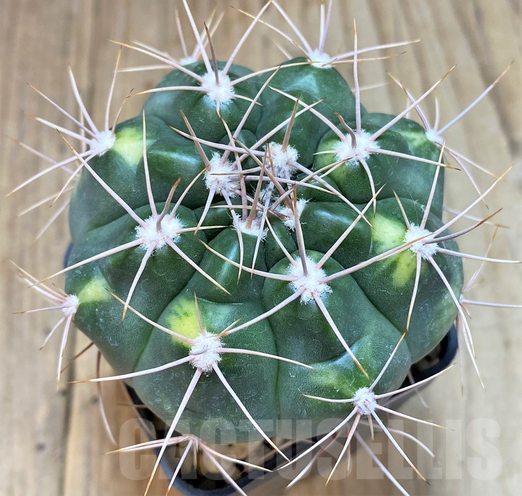 SH127 Gymnocalycium valnicekianum f. variegata - Image 2