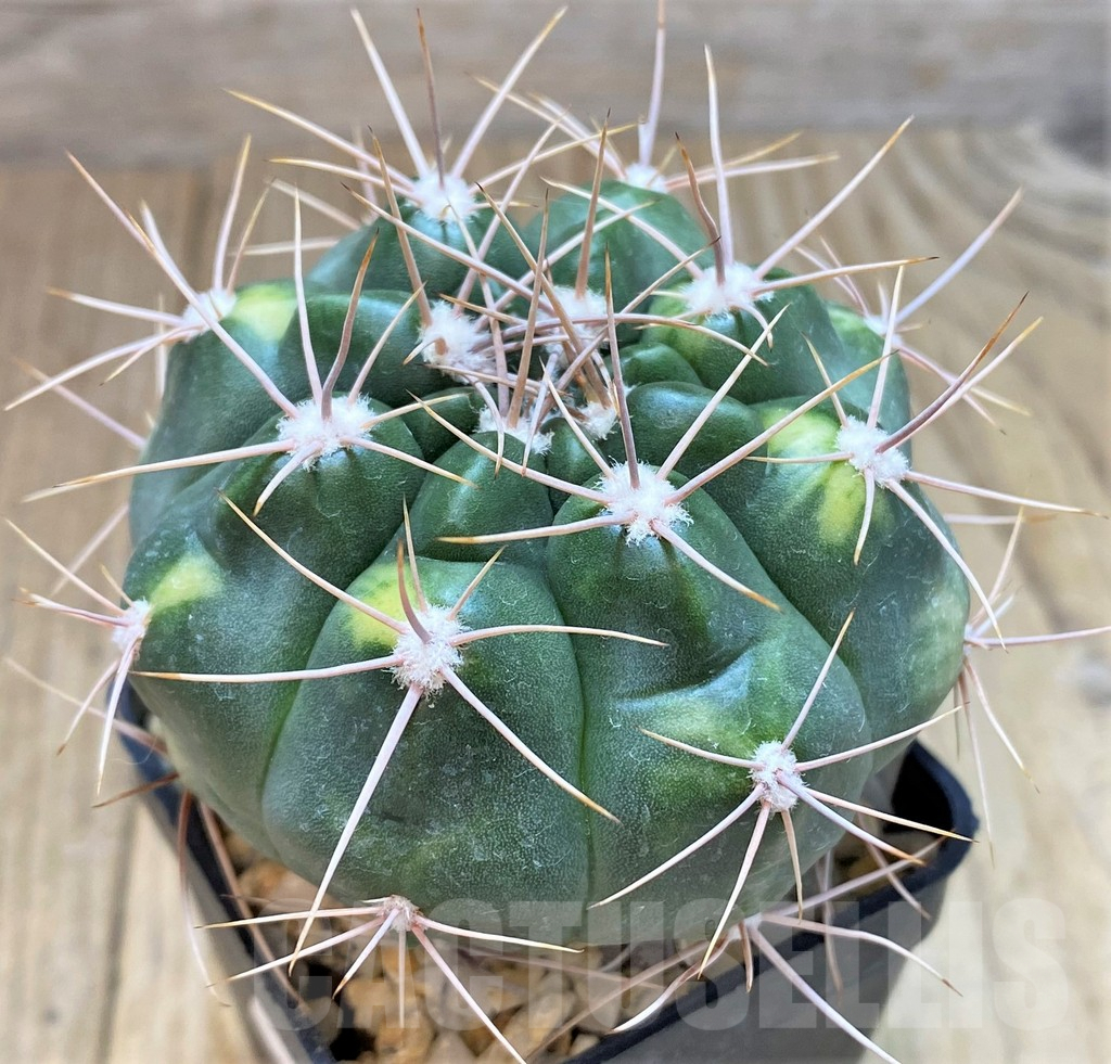 SH127 Gymnocalycium valnicekianum f. variegata
