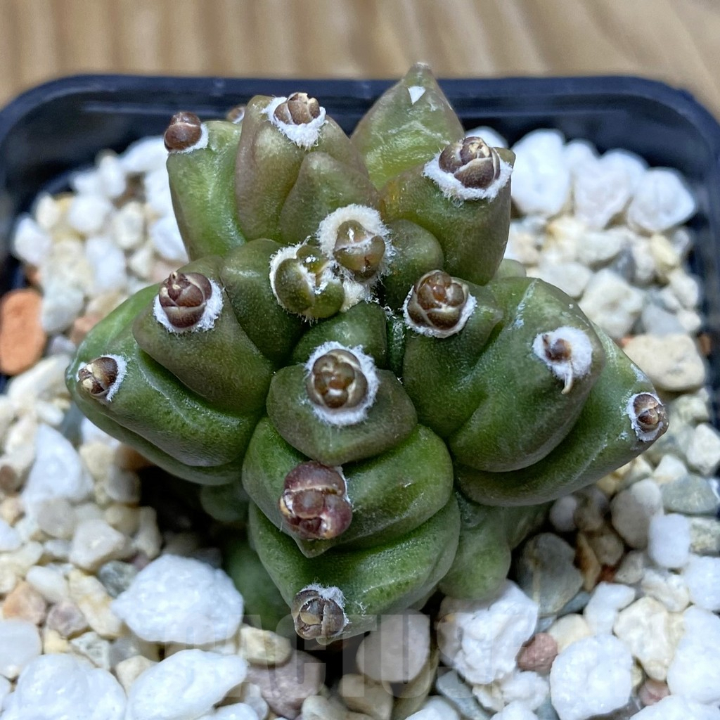 SH4068 Gymnocalycium mihanovichii ‘Transformer’