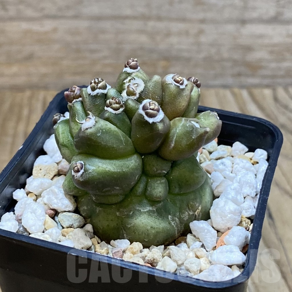 SH4068 Gymnocalycium mihanovichii ‘Transformer’ - Image 2