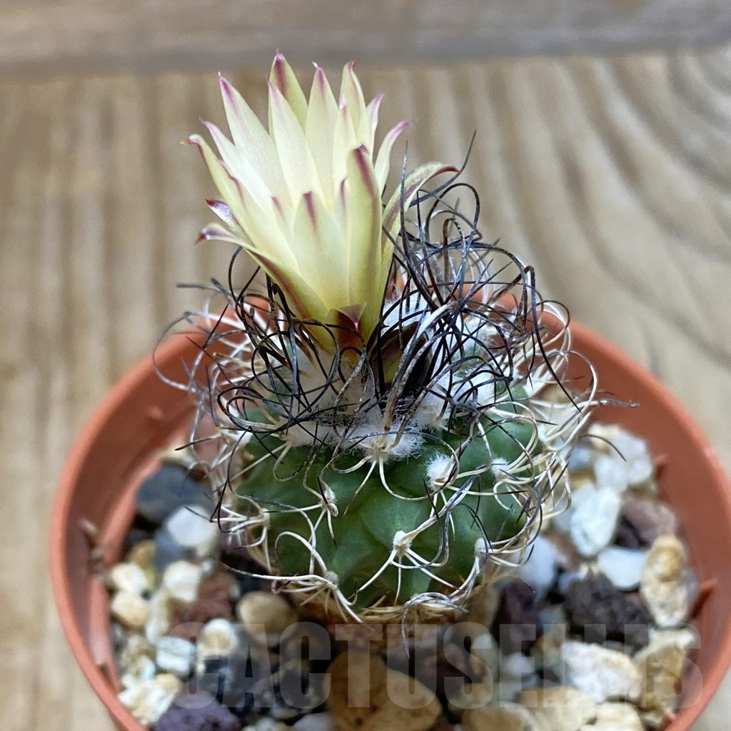 SH4071 Turbinicarpus pseudomacrochele