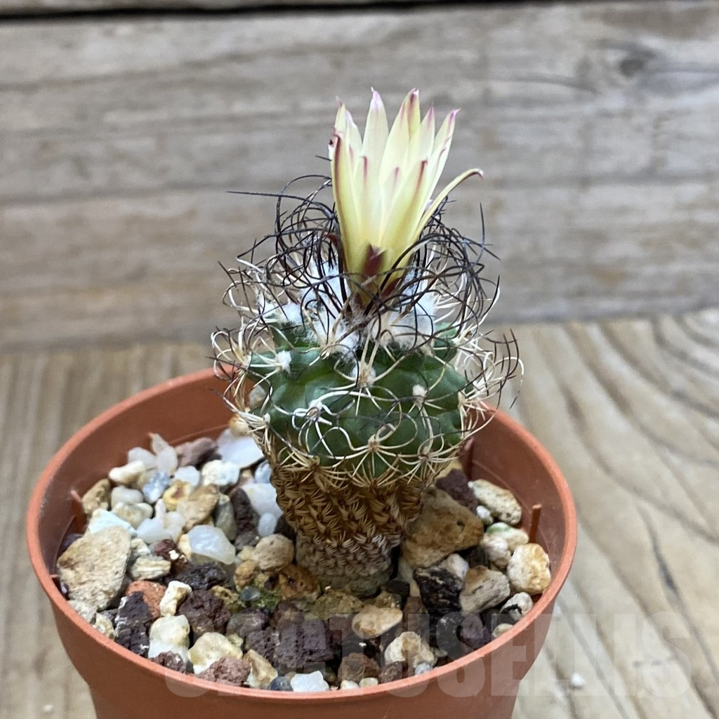 SH4071 Turbinicarpus pseudomacrochele - Image 2