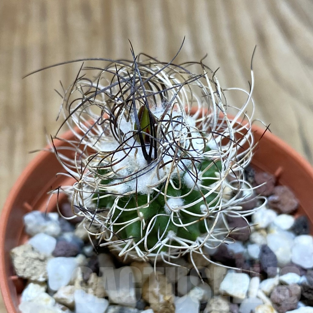 SH4072 Turbinicarpus pseudomacrochele