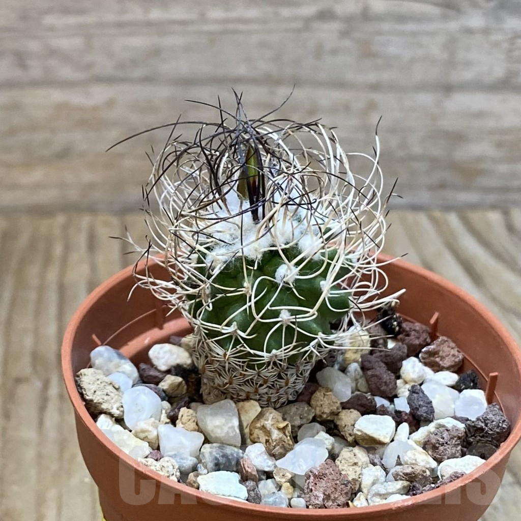 SH4072 Turbinicarpus pseudomacrochele - Image 2