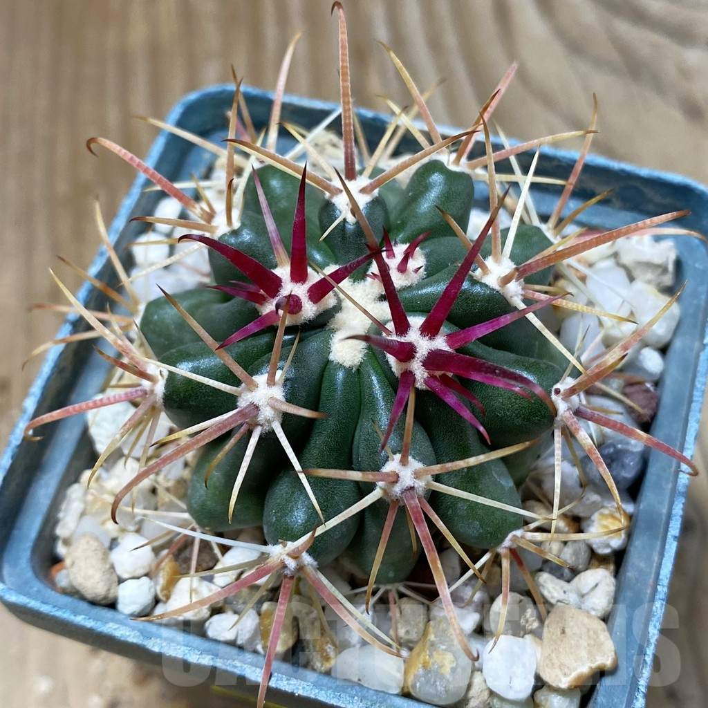 SH4073 Ferocactus fordii - Image 2