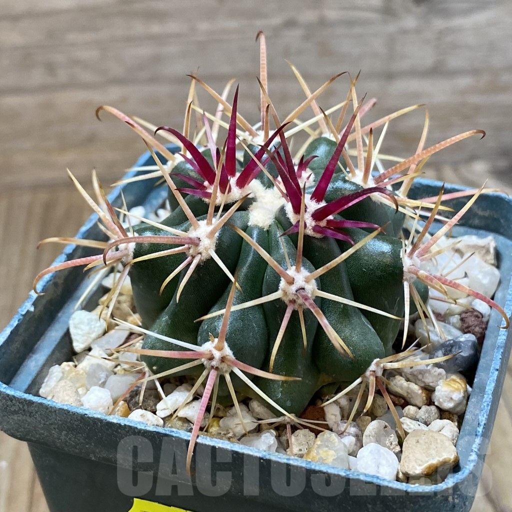 SH4073 Ferocactus fordii - Image 3