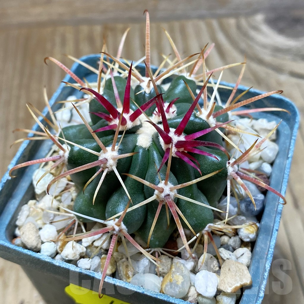 SH4073 Ferocactus fordii