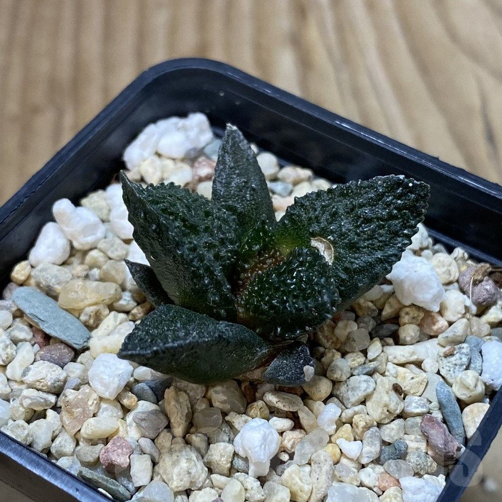 SH4074 Ariocarpus fissuratus ‘Godzilla’ hybrid, seedling - Image 2