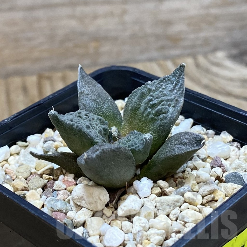 SH4075 Ariocarpus fissuratus ‘Godzilla’ hybrid, seedling - Image 2