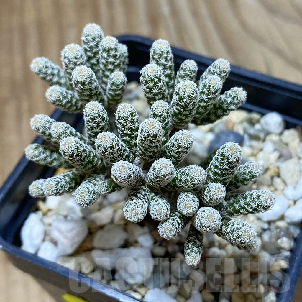SH4076 Turbinicarpus krainzianus v. minimus