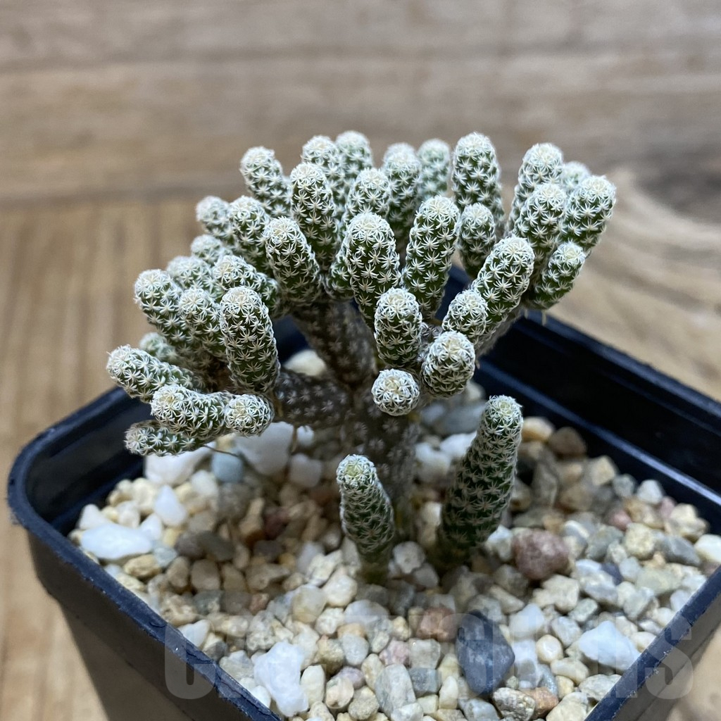 SH4076 Turbinicarpus krainzianus v. minimus - Image 2