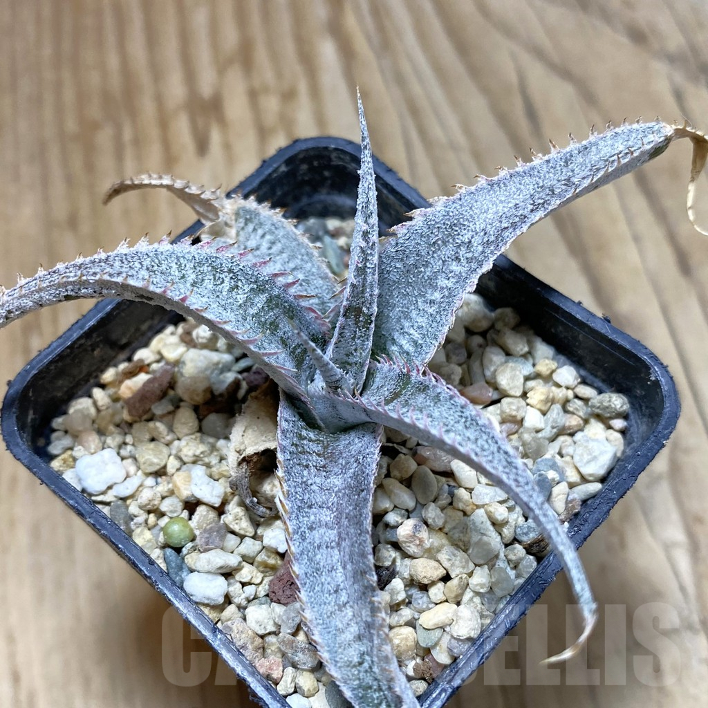 SH4081 Dyckia hybrid, seedling