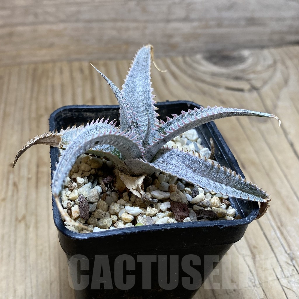 SH4081 Dyckia hybrid, seedling - Image 2