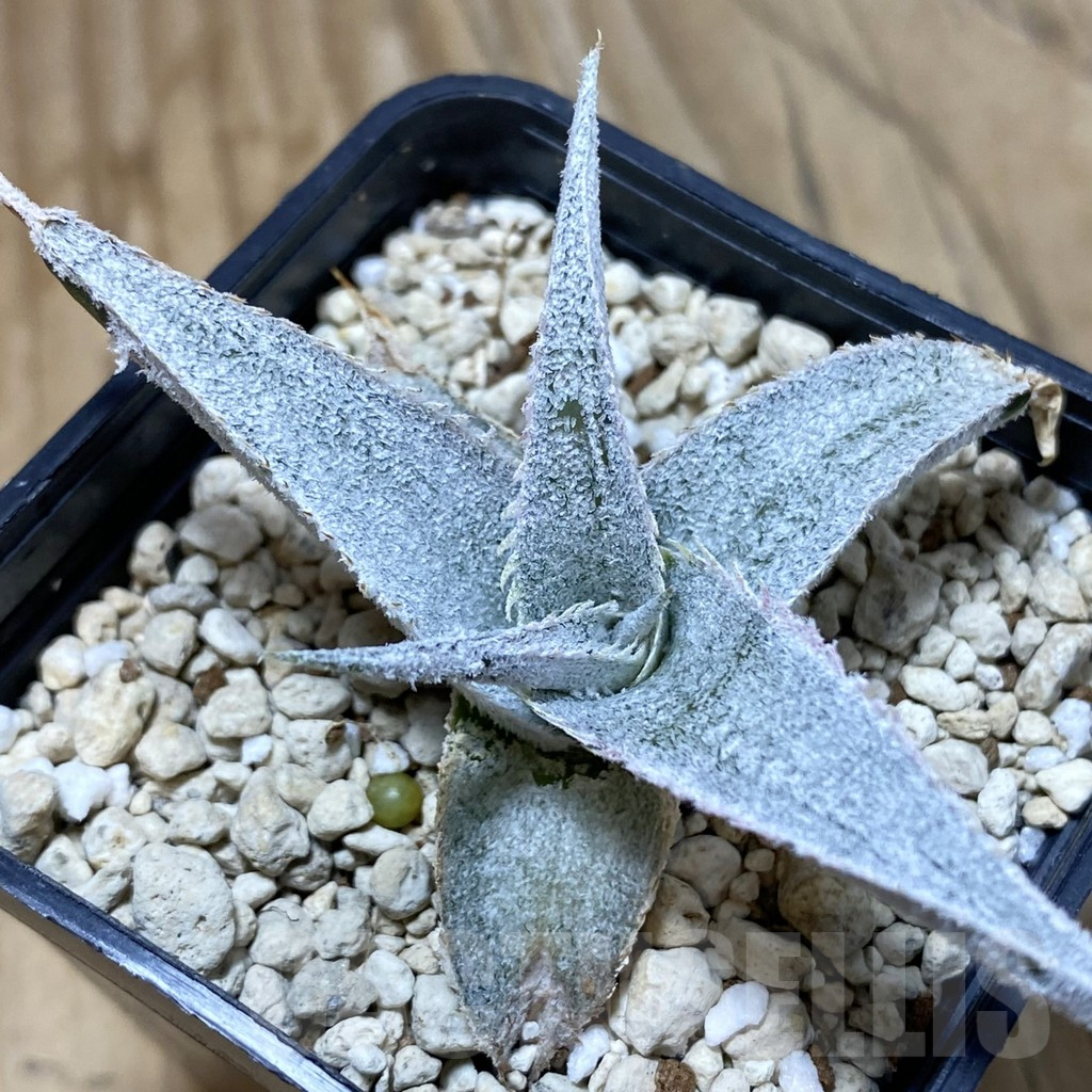 SH4082 Dyckia hybrid