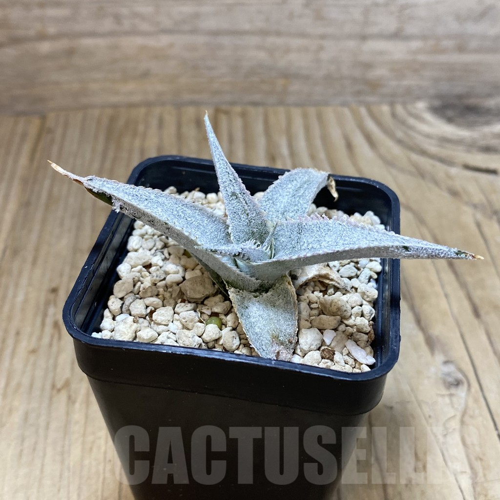 SH4082 Dyckia hybrid - Image 2