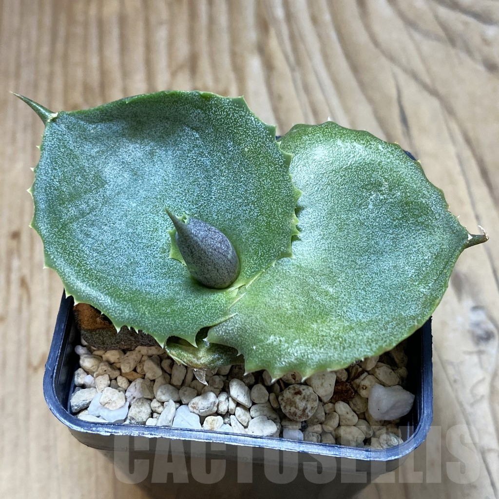 SH4083 Agave marmorata 'Papilio'