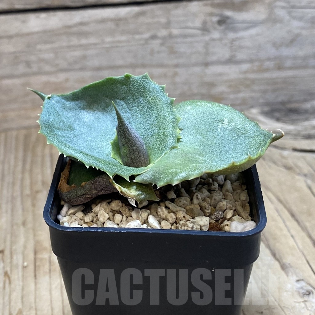 SH4083 Agave marmorata 'Papilio' - Image 2