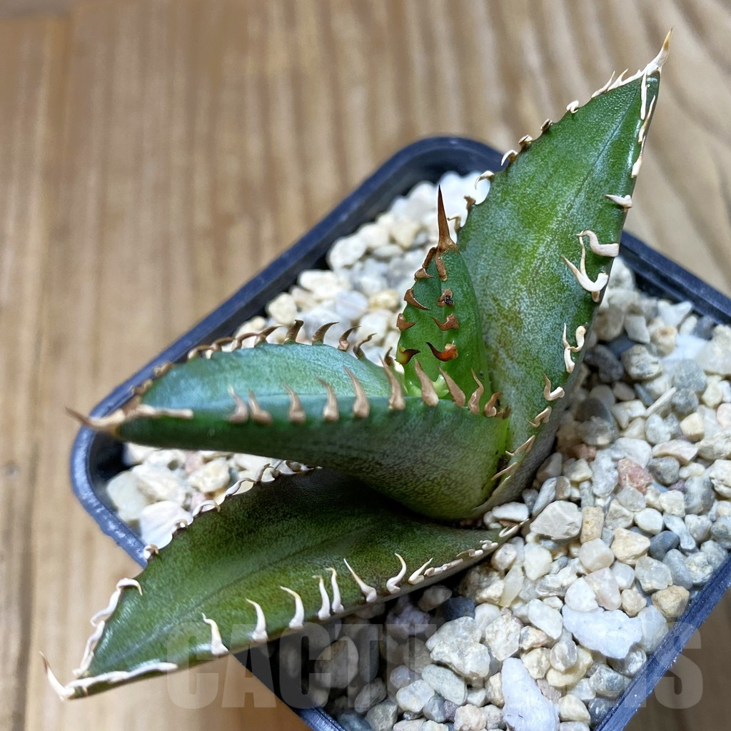SH4088 Agave titanota ‘Red Catweazle’