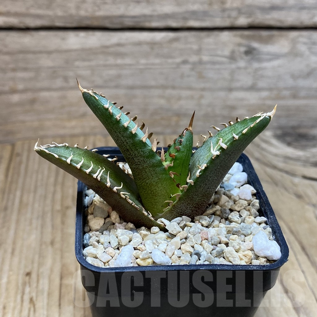 SH4088 Agave titanota ‘Red Catweazle’ - Image 2