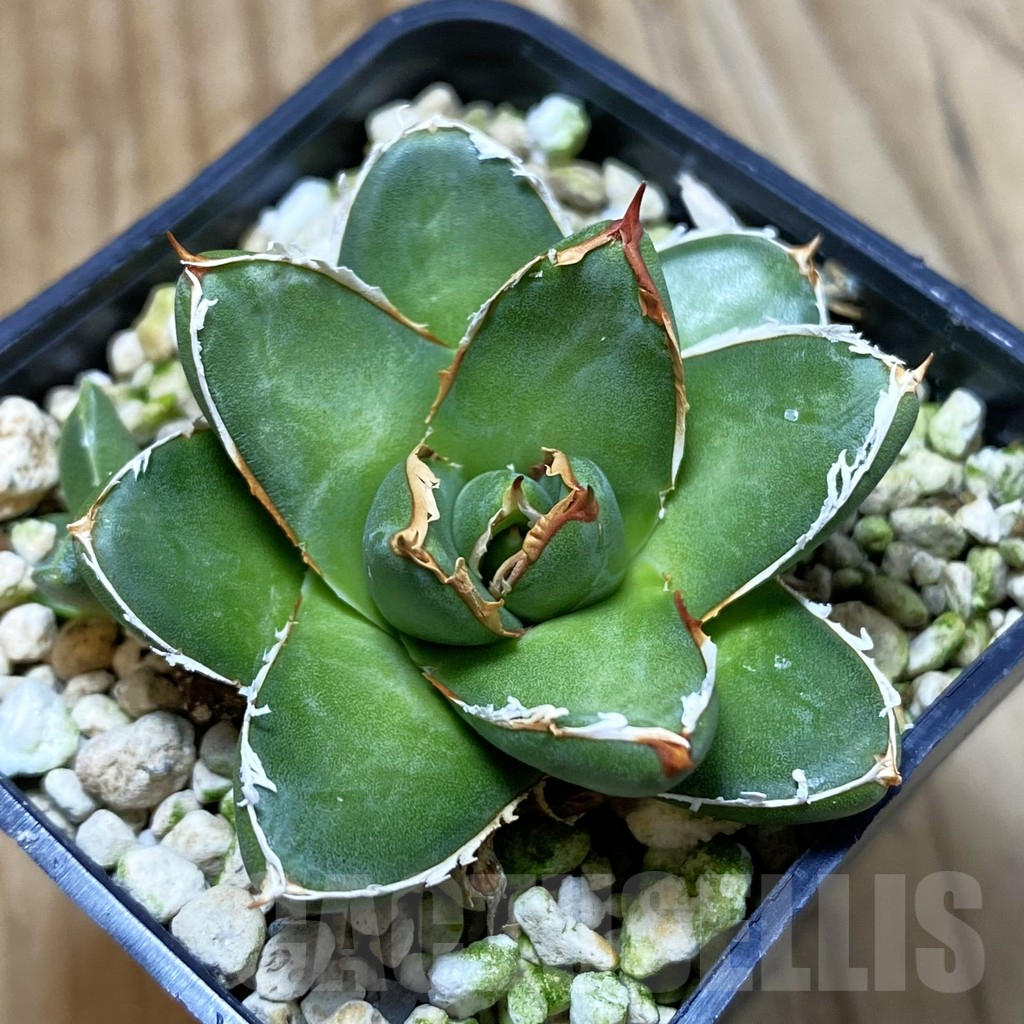 SH4089 Agave filifera x victoriae-reginae ‘Compacta’