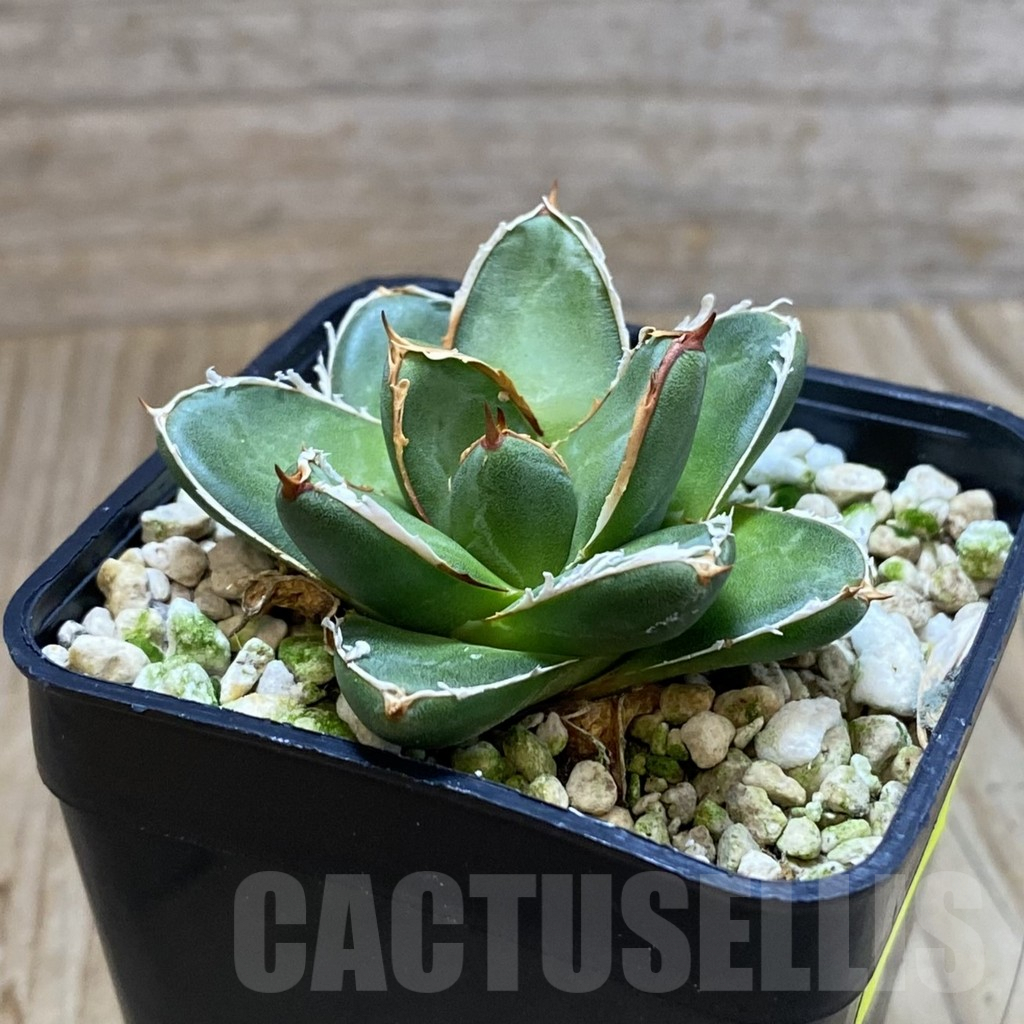 SH4089 Agave filifera x victoriae-reginae ‘Compacta’ - Image 2