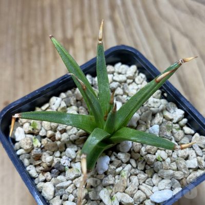 SH4090 Agave albopilosa