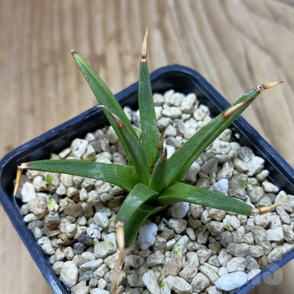 SH4090 Agave albopilosa