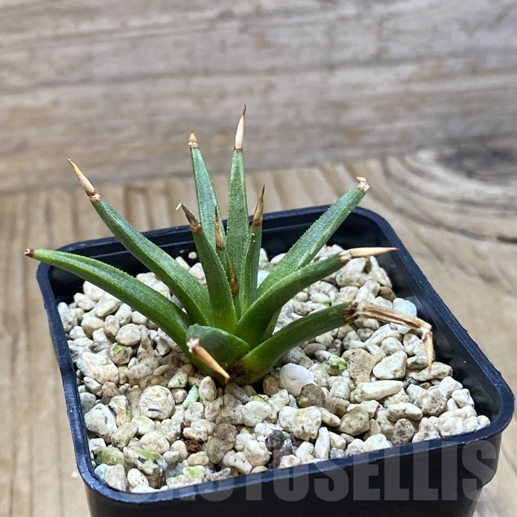 SH4090 Agave albopilosa - Image 2