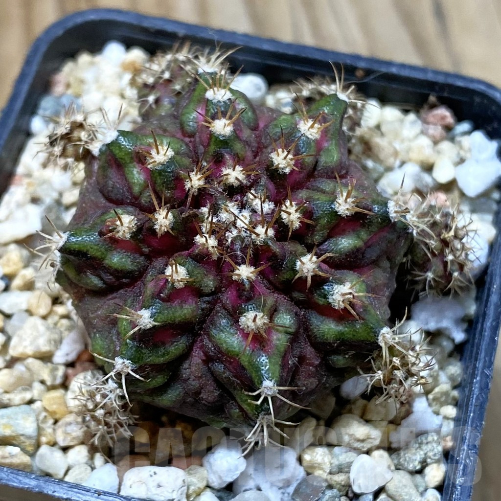 SH4049 Gymnocalycium mihanovichii ‘T-Lux’, seedling