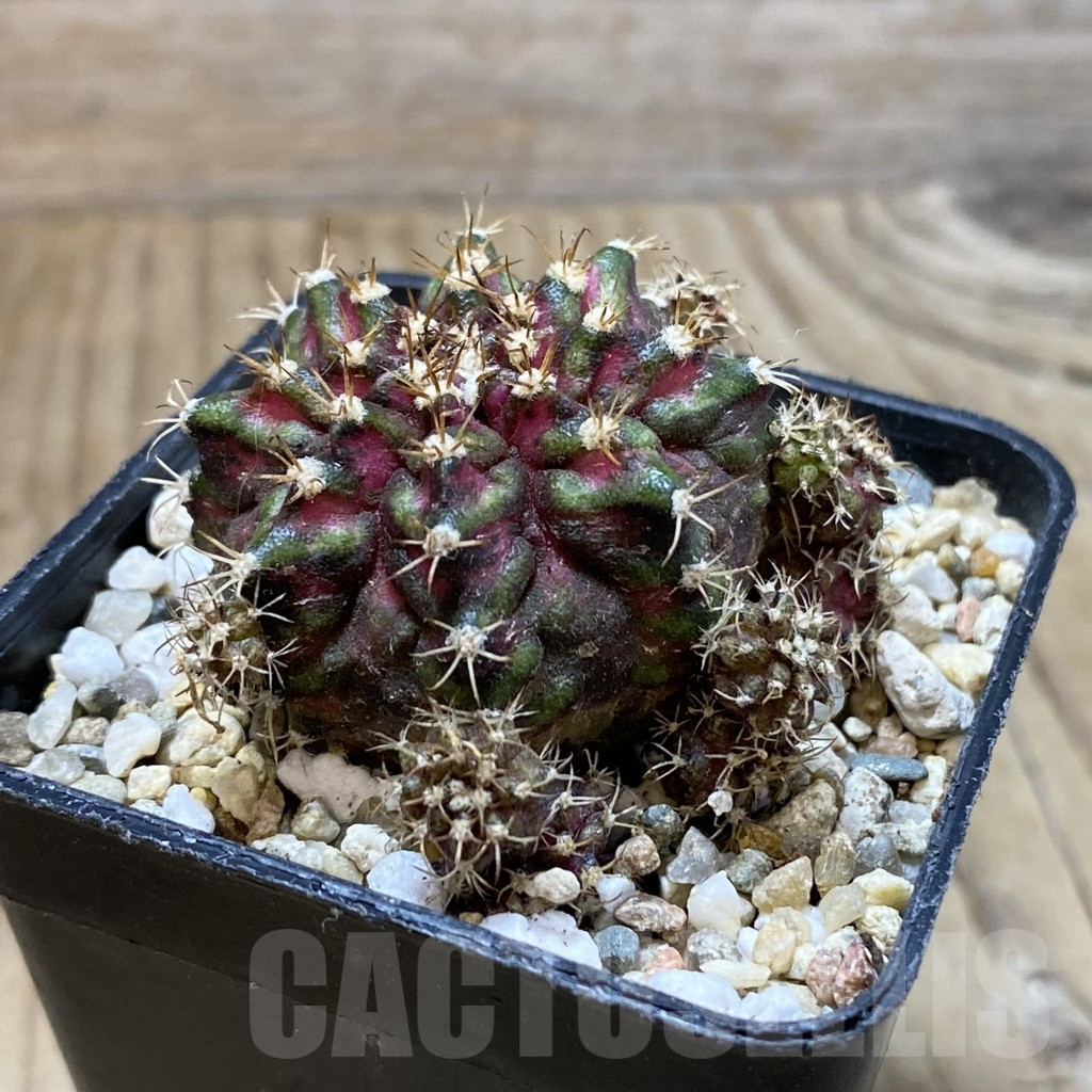 SH4049 Gymnocalycium mihanovichii ‘T-Lux’, seedling - Image 2