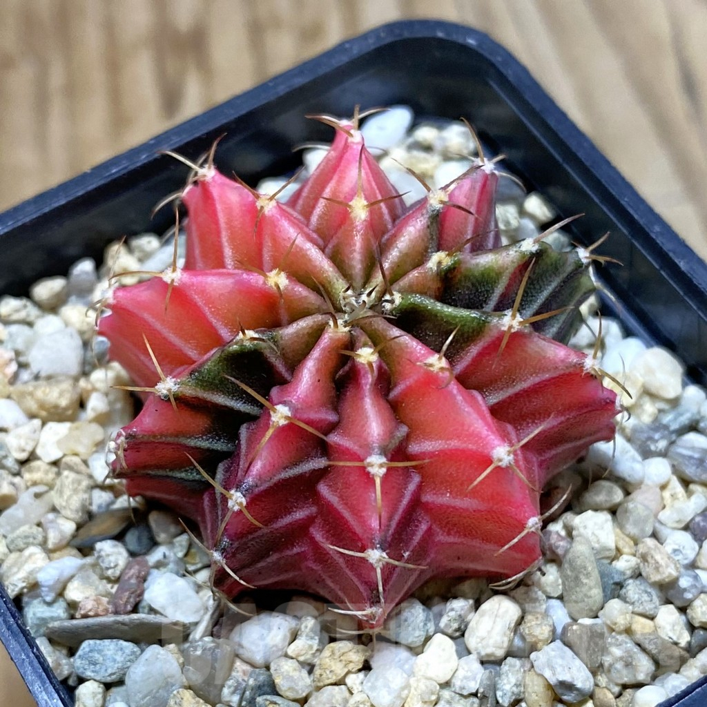 SH4054 Gymnocalycium friedrichii f. variegata, seedling