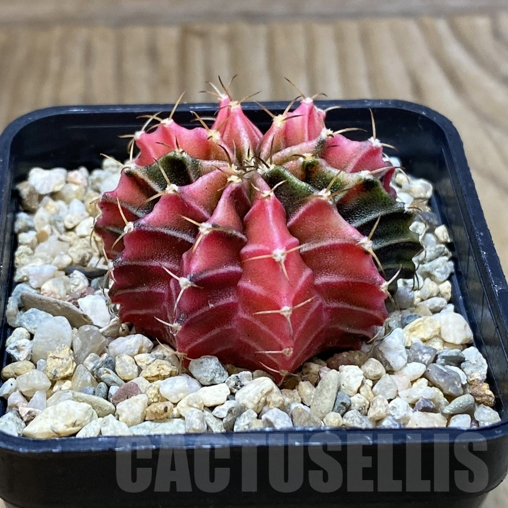 SH4054 Gymnocalycium friedrichii f. variegata, seedling - Image 2