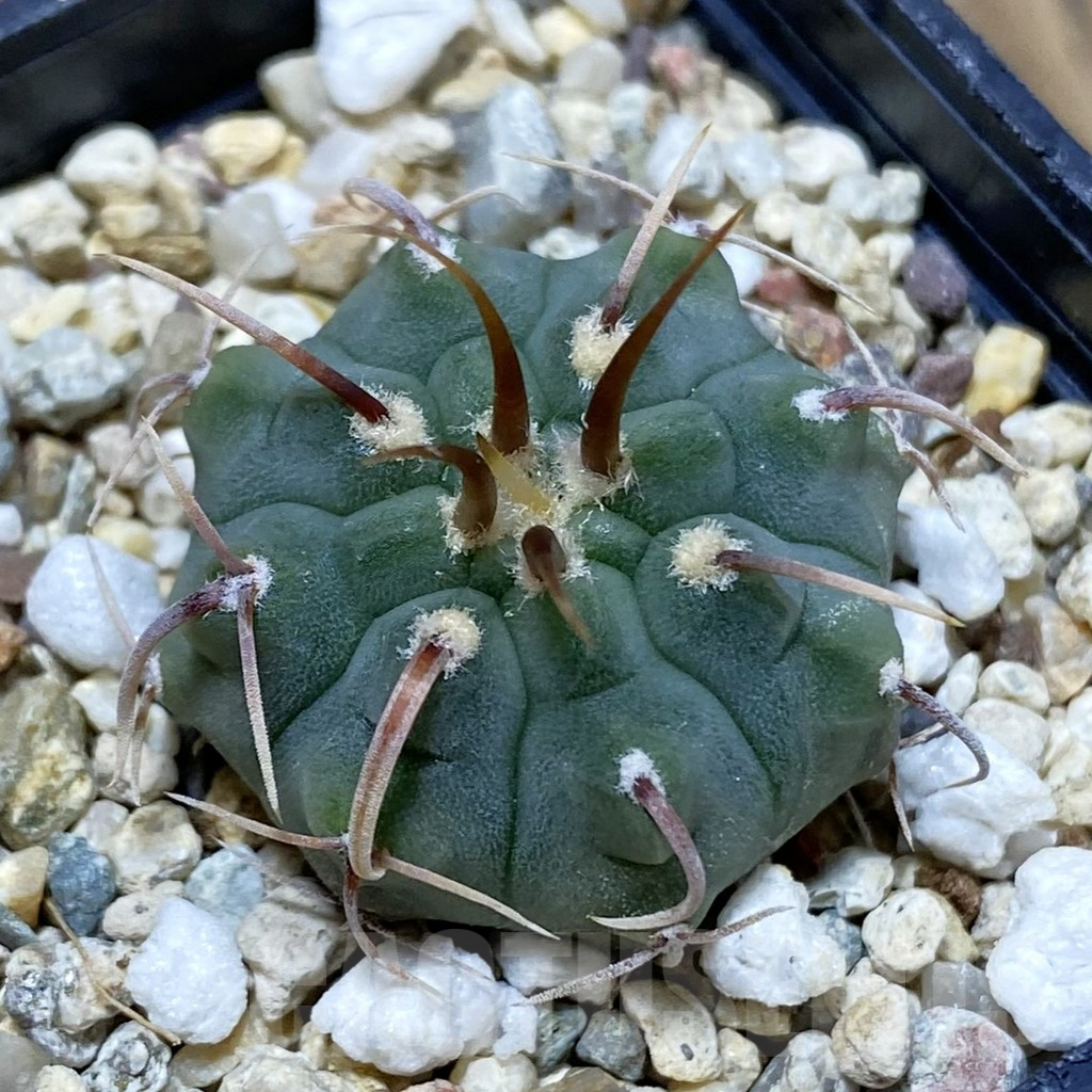 SH4063 Gymnocalycium vatteri, selection